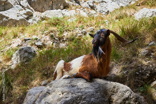 the goat sitting in the rock
