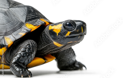 Close-up view of a colorful tortoise showcasing intricate patterns and textur...