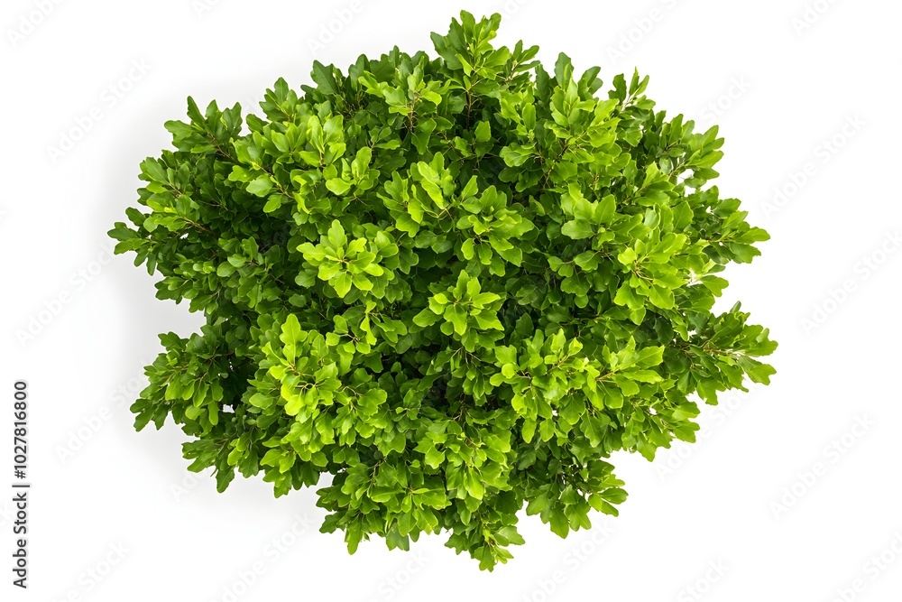 Fototapeta premium Top view of lush green English oak tree leaves on plain white background ideal for studio photography
