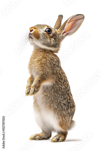 A standing rabbit curiously observing its surroundings in bright indoor lighting