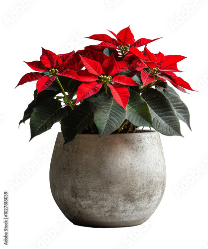 Bright red poinsettias in a modern pot adding festive cheer to a minimalist i...