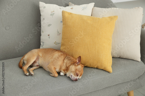 Wallpaper Mural Cute Chihuahua dog sleeping on sofa in room Torontodigital.ca