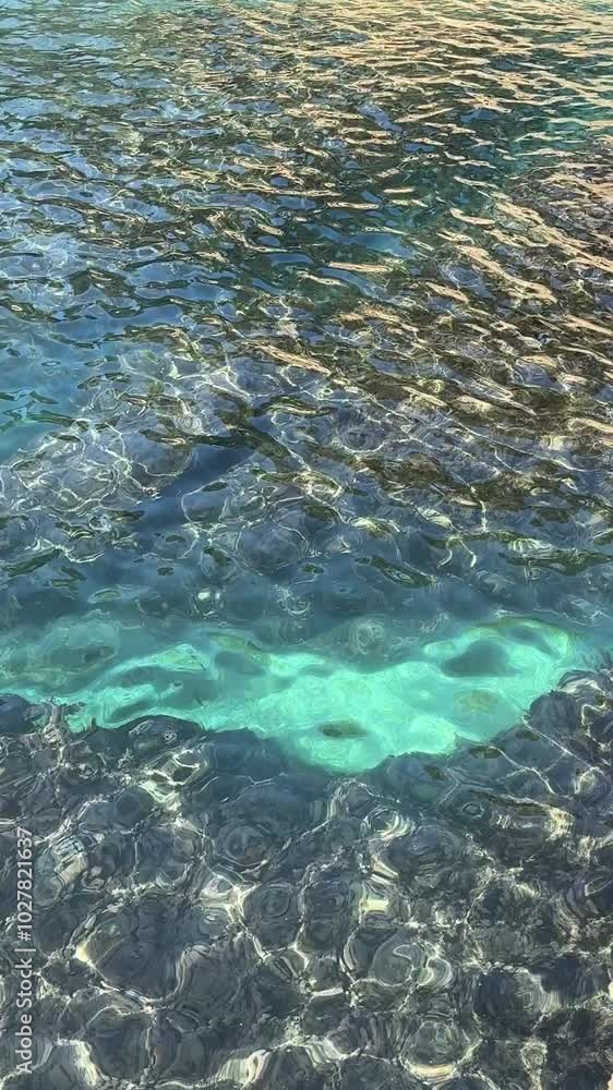Flowing clear sea water with algae, vertical video. Flowing clear sea water with algae, vertical video.
