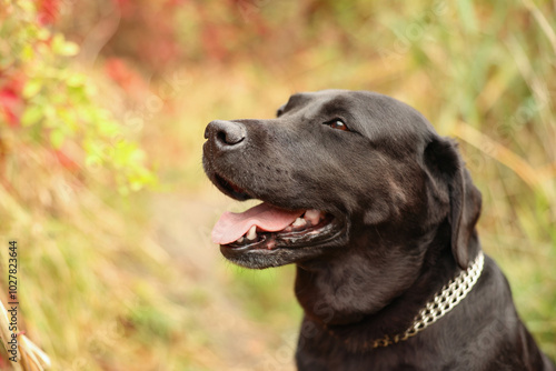 Portrait of adorable Labrador Retriever dog outdoors. Space for text