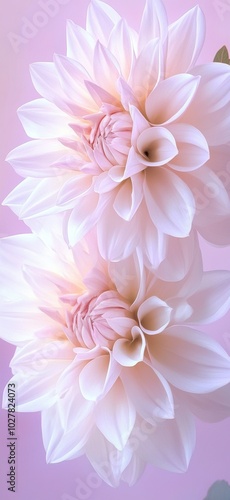 A close-up of two large, delicate pink and white dahlia flowers against a pastel purple background