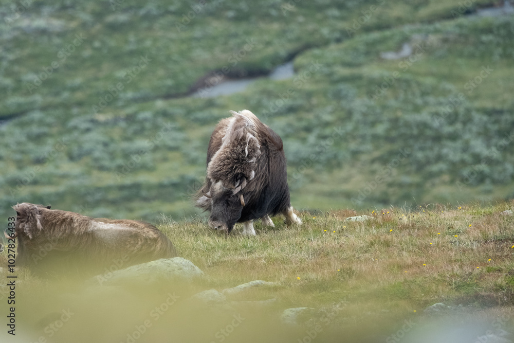 Naklejka premium Musk ox in Dovrefjell National Park, Norway