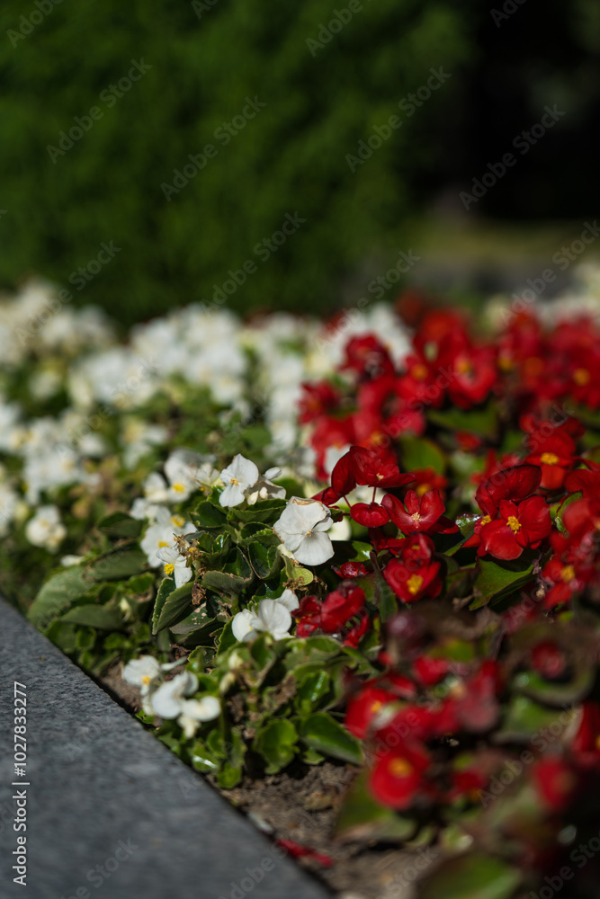 A blooming flower bed in the city on Red Square in Moscow A blooming flower bed in the city on Red Square in Moscow