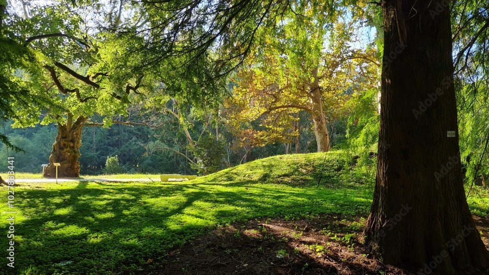 Large green trees in a botanical garden, the sun is shining, many plants Large green trees in a botanical garden, the sun is shining, many plants