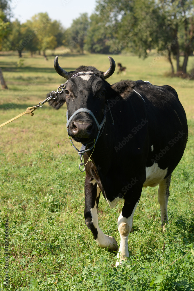 A cow is pasturing in the grove. Cattle ranches, rural life