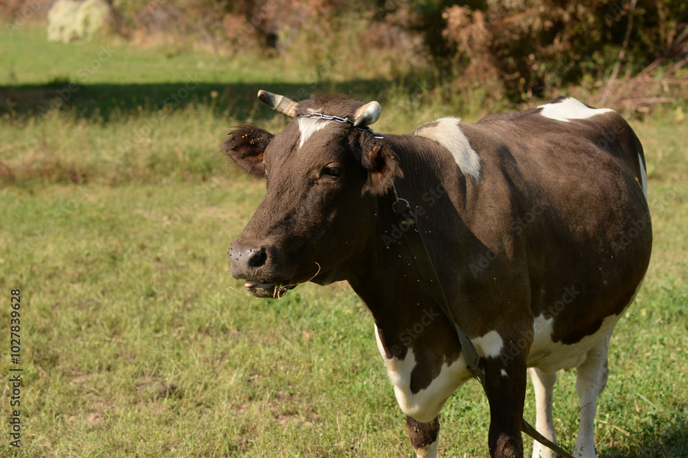 A cow is pasturing in the grove. Cattle ranches, rural life A cow is pasturing in the grove. Cattle ranches, rural life