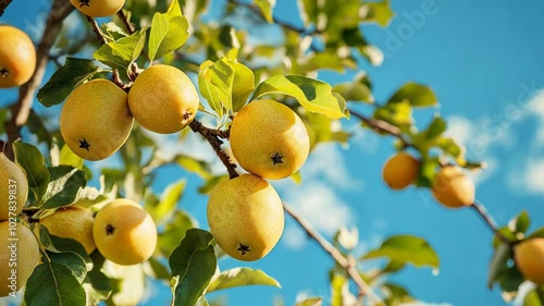 Ripe yellow apples hang from a branch on a sunny day photo