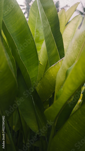 Experience the serene beauty of nature and green leaves in Ubud, Bali. 