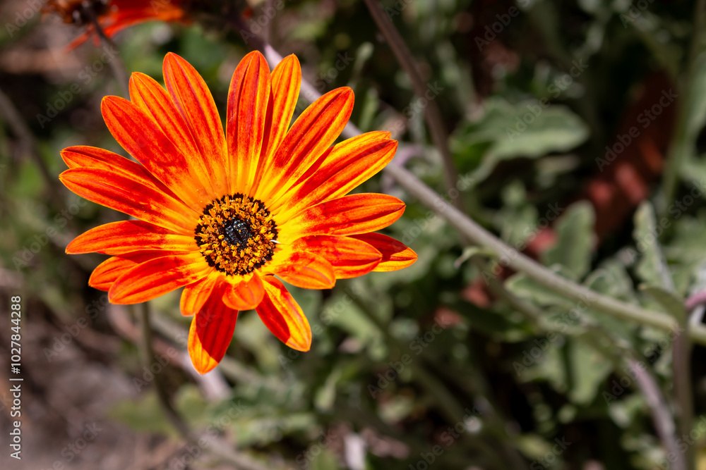 Dimorphotheca sinuata in the nature, Madeira Dimorphotheca sinuata in the nature, Madeira