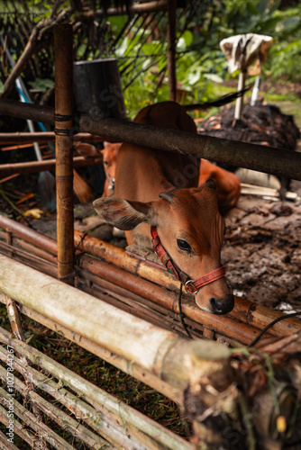 A peaceful cow rests in a traditional pen in Ubud, Bali, surrounded by the lush greenery and rural charm of the Balinese countryside