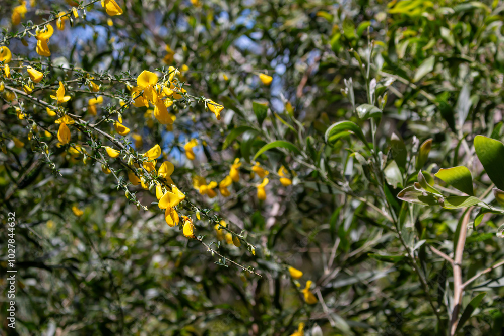 Yellow Cytisus growing wild in the nature, Madeira Yellow Cytisus growing wild in the nature, Madeira