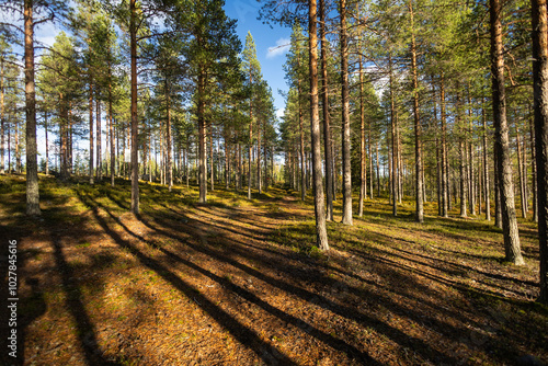 forest in autumn