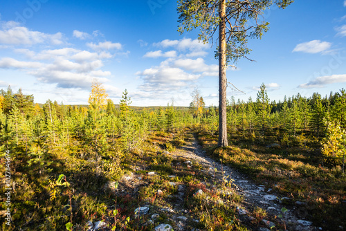 autumn forest landscape