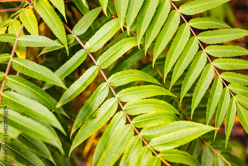 green leaves background