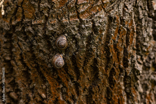 snails on a tree