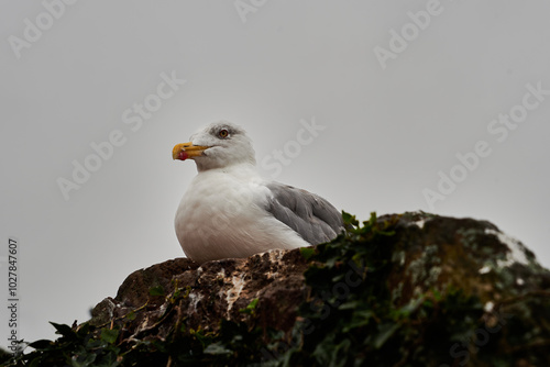 the seagull at the rock