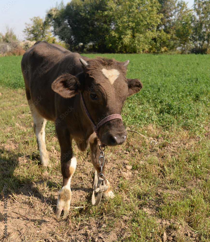 A cow is pasturing in the grove. Cattle ranches, rural life
