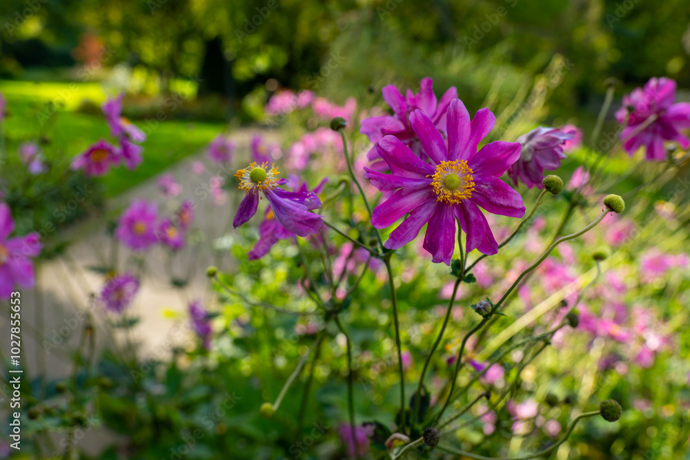 Pink anemones bloom in a garden path in the middle of summer Pink anemones bloom in a garden path in the middle of summer
