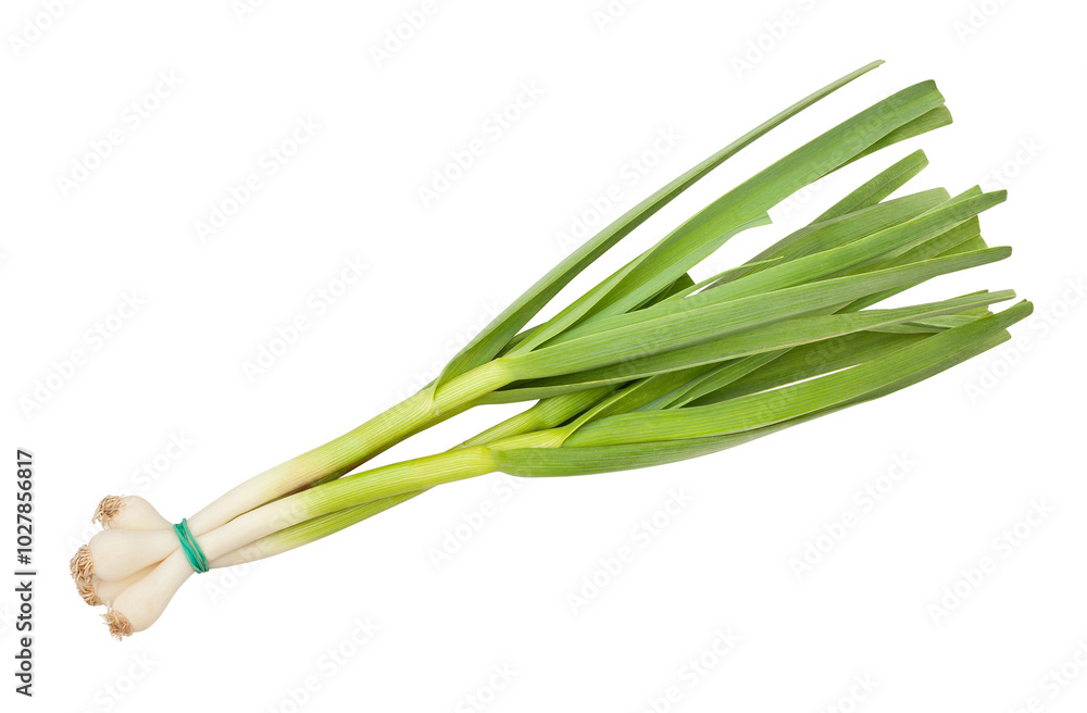 young garlic path isolated on white young garlic path isolated on white