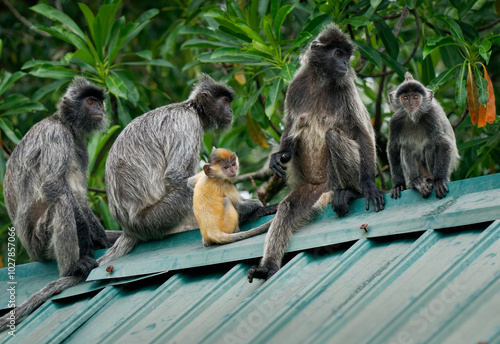 Obraz na plátne Silvery lutung or langur Trachypithecus cristatus, also Silvered leaf monkey, arboreal monkey in coastal, mangrove, and riverine forests in Malaysia, Sumatra, Borneo, Java