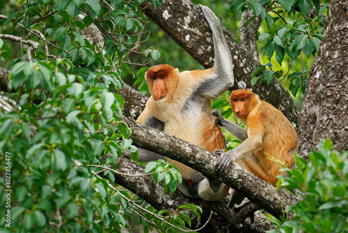 Proboscis Long-nosed Monkey Nasalis larvatus is arboreal monkey with large nose endemic to Borneo , reddish-brown skin color and a long tail, lives in mangrove forests, jumping and sitting