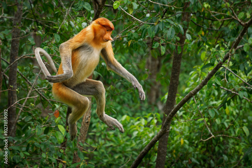Photography Proboscis Long-nosed Monkey Nasalis larvatus is arboreal monkey with large nose