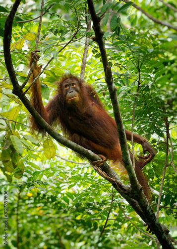 Bornean orangutan Pongo pygmaeus ape endemic to Borneo, with Sumatran orangutan (Pongo abelii) and Tapanuli orangutan (Pongo tapanuliensis) are highly intelligent, funny and nice in green forest. photo