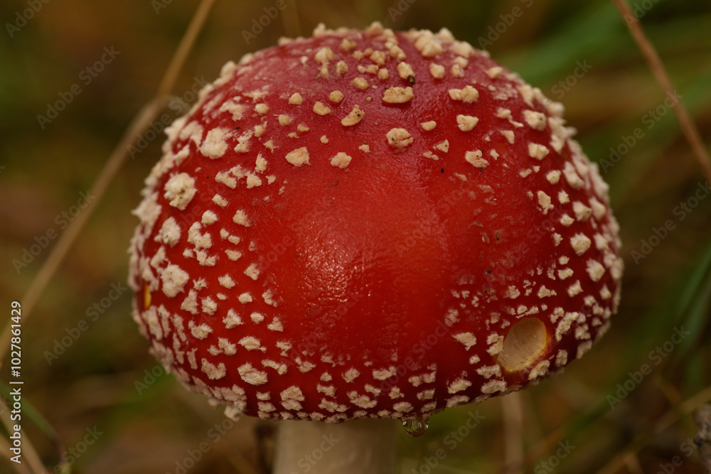
bright fly agaric in the forest in high resolution