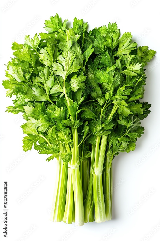 Fresh green celery with vibrant leaves, perfect for healthy recipes, garnishing and adding flavor to dishes. Fresh green celery with vibrant leaves, perfect for healthy recipes, garnishing and adding flavor to dishes.