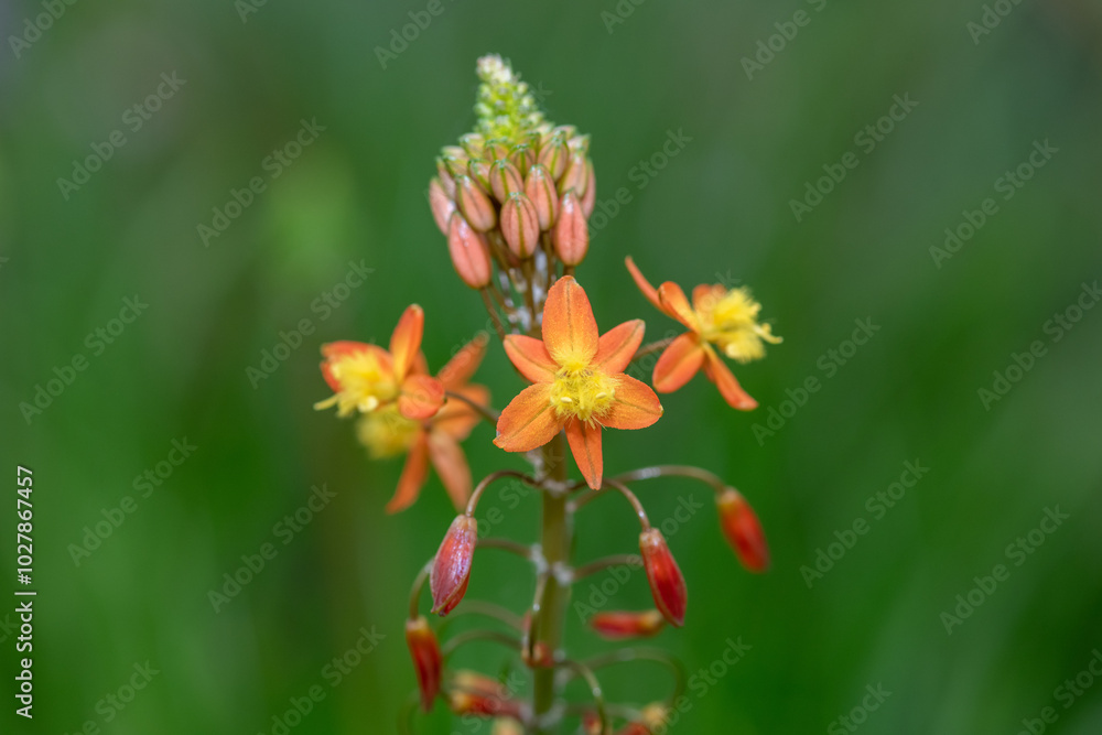 Close up of stalked bulbine (bulbine frutescens) flowers in bloom Close up of stalked bulbine (bulbine frutescens) flowers in bloom