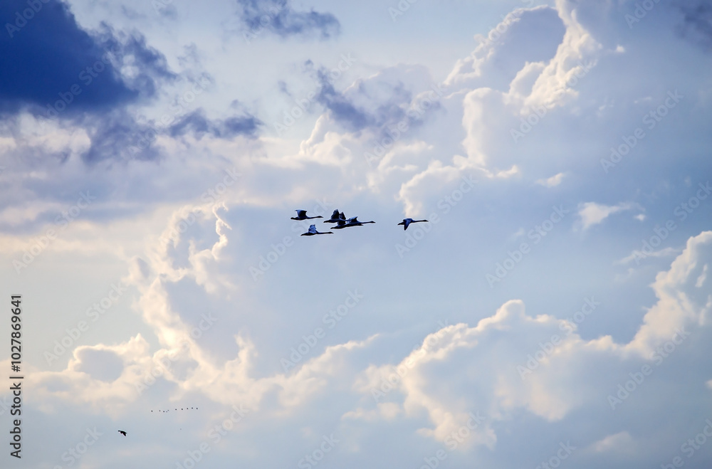 A flock of swans flies through the cloudy sky. Whooper swan (Cygnus cygnus). A flock of swans flies through the cloudy sky. Whooper swan (Cygnus cygnus).