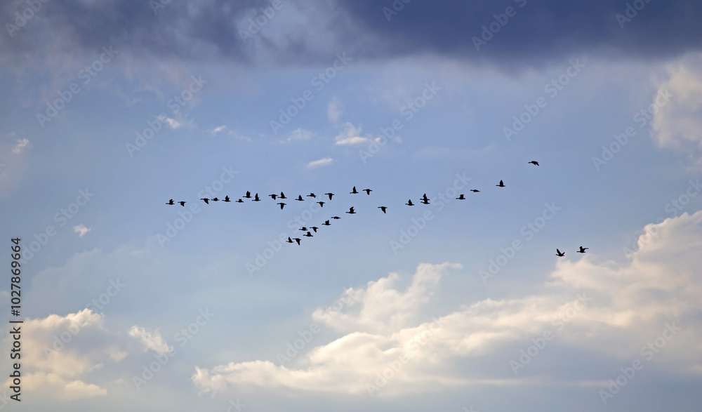 A flock of geese flies through the cloudy sky. Mixed flock of Greater white-fronted goose (Anser albifrons) and Taiga bean goose (Anser fabalis) on spring migration in Lithuania. A flock of geese flies through the cloudy sky. Mixed flock of Greater white-fronted goose (Anser albifrons) and Taiga bean goose (Anser fabalis) on spring migration in Lithuania.