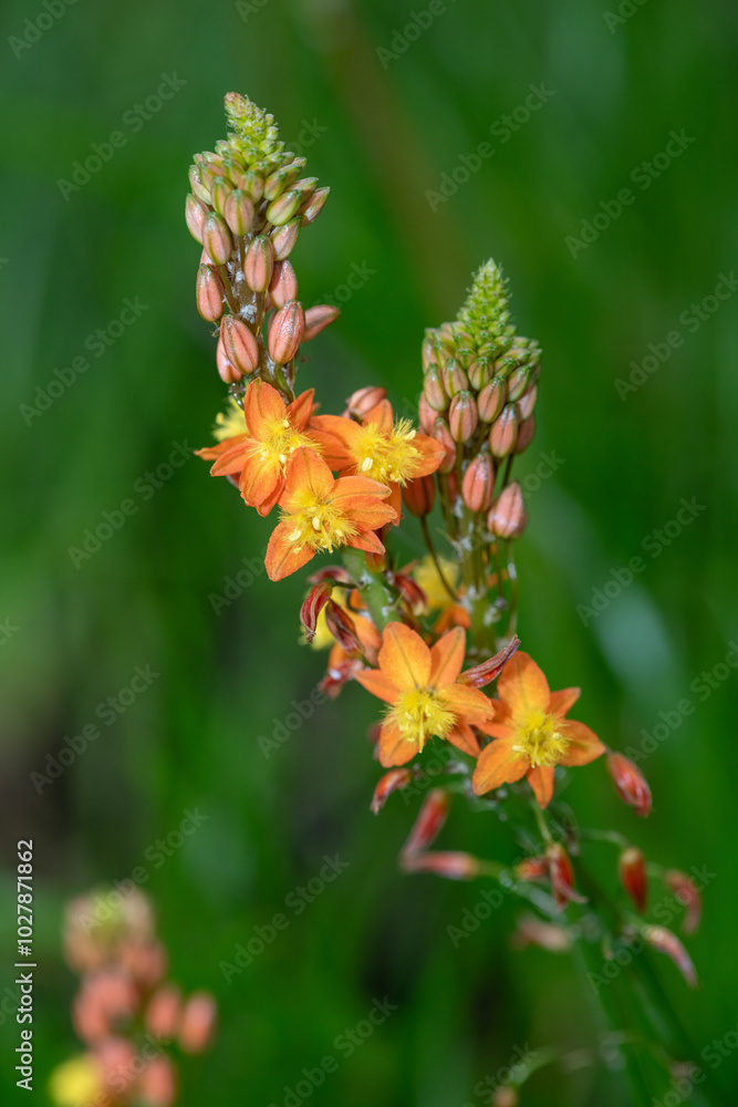 Close up of stalked bulbine (bulbine frutescens) flowers in bloom Close up of stalked bulbine (bulbine frutescens) flowers in bloom
