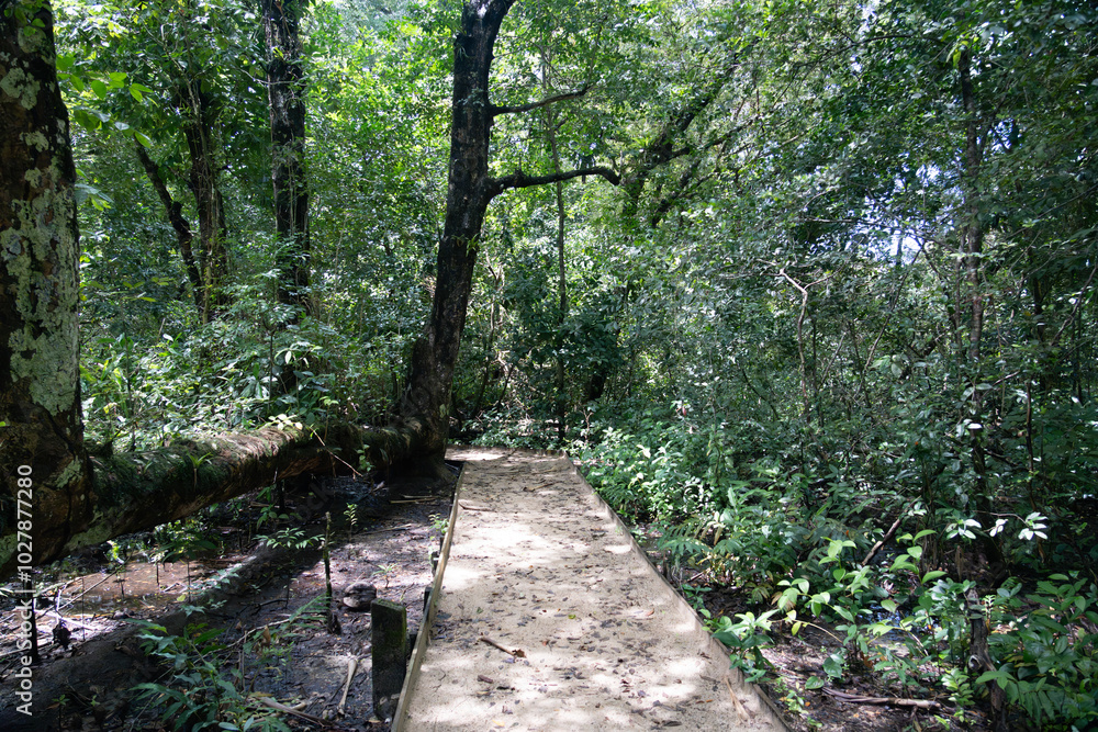 Green forest path bathed in sunlight, lined with vibrant plants and tall trees, providing a scenic and natural walking trail for relaxation, adventure, and connection with nature, calm outdoor setting