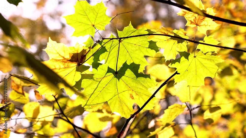 Branch of maple red-yellow leaves in autumn Branch of maple red-yellow leaves in autumn