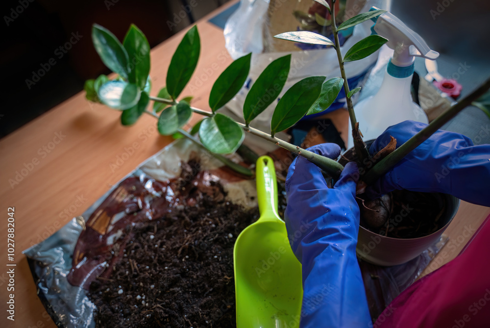 Gardener Repotting Plant with Care Using Blue Gloves, Gardening tools and soil are visible, highlighting a passion for care and growth