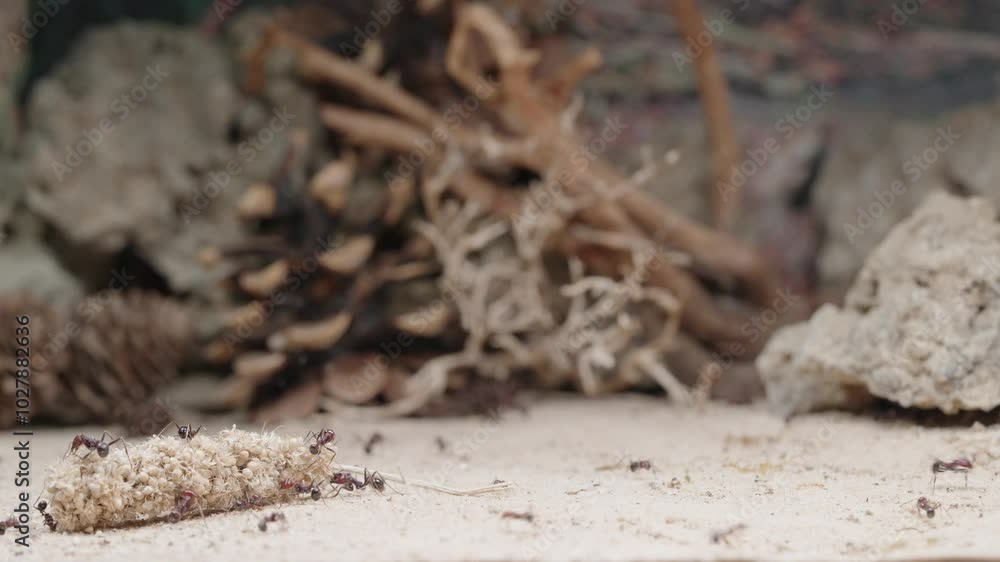 Harvester ants collect the grain and carry it to the nest. Harvester ants collect the grain and carry it to the nest.