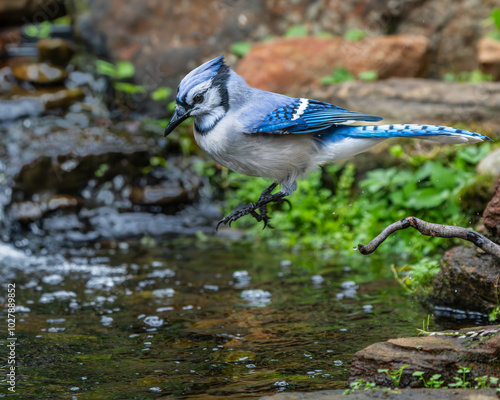 Blue jay taking a bath in a stream photo