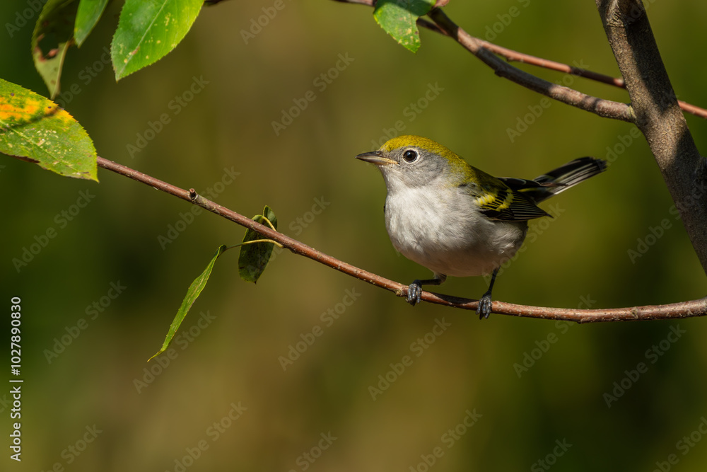 Chestnut-sided warbler perched on a tree branch Chestnut-sided warbler perched on a tree branch