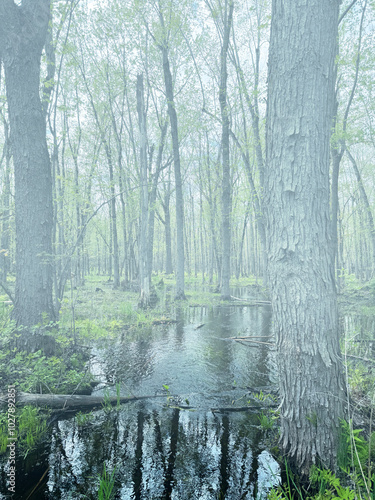 Foggy Swamp with Eerie feel to it