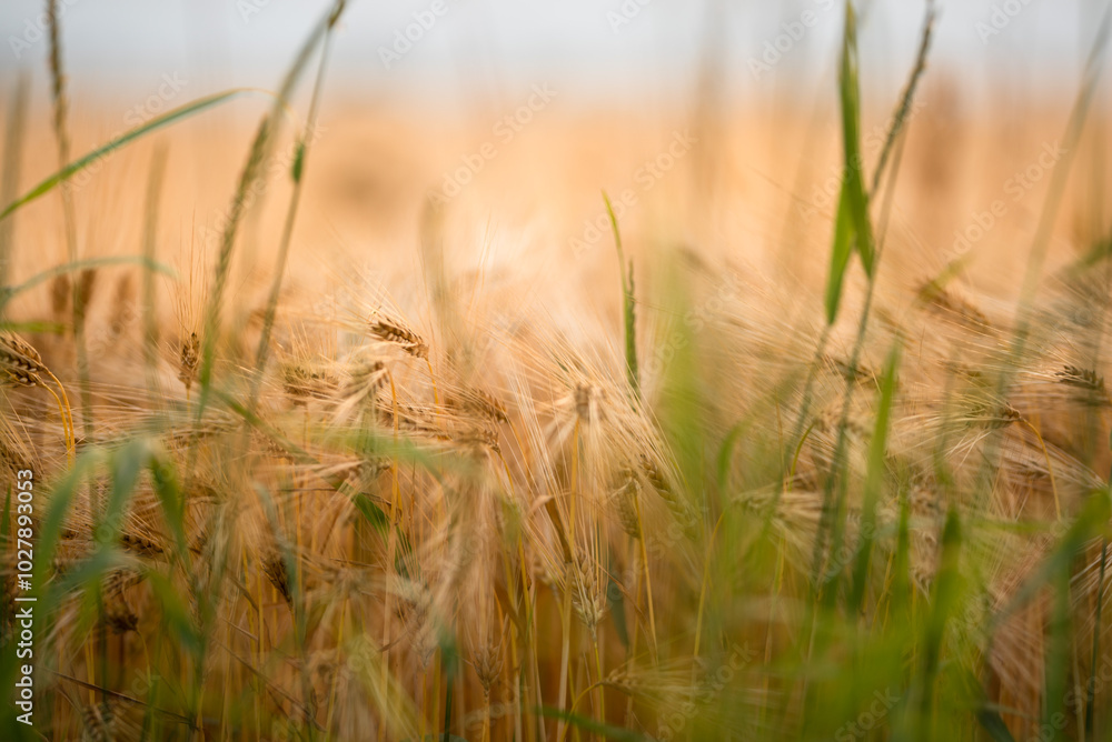Obraz premium Rye yellow field in autumn close-up