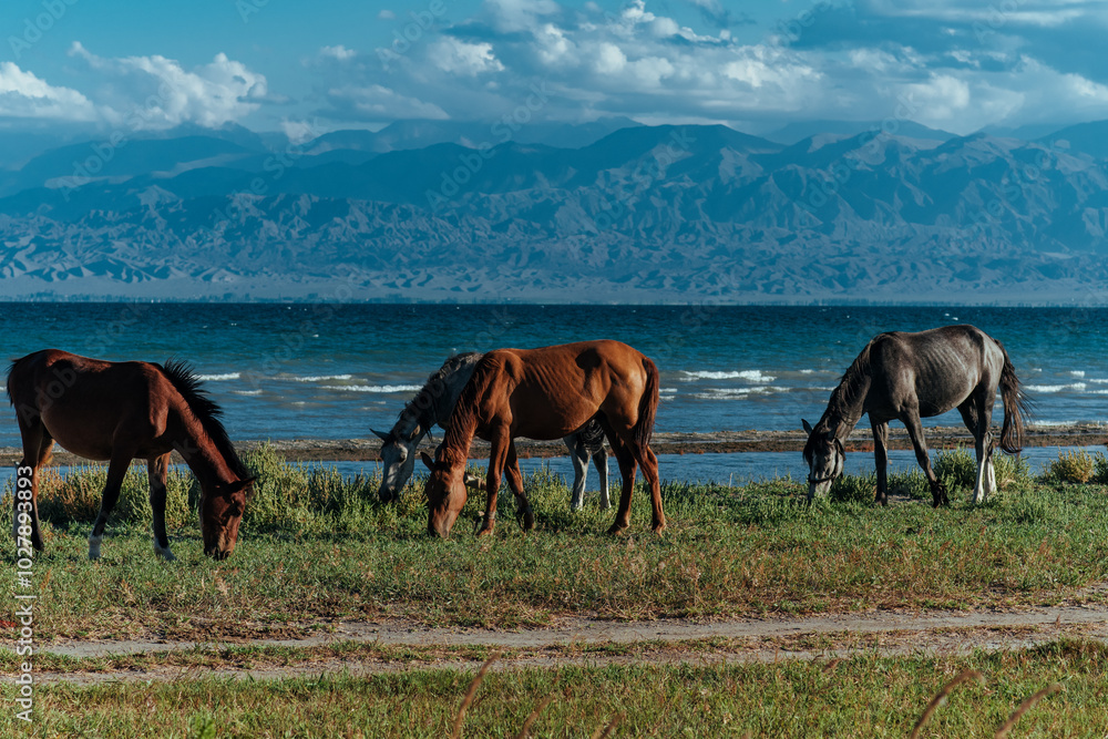 Obraz premium Horses grazing on lake shore on summer day
