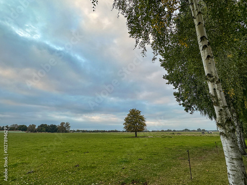 single tree in the field near Jarmen, Germany photo