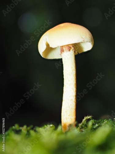 Pilz Schwefelköpfe (Hypholoma) im Wald als Makro mit unscharfem Hintergrund photo