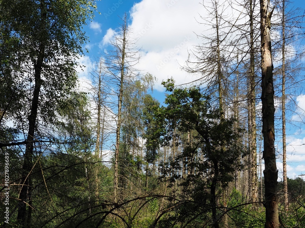 Fototapeta premium Tote Bäume im sterbenden deutschen Wald