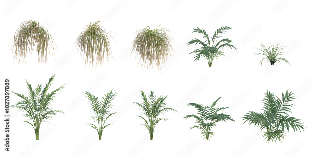Set of Areca palm,Spartina Pectinataplants isolated on transparent background Set of Areca palm,Spartina Pectinataplants isolated on transparent background